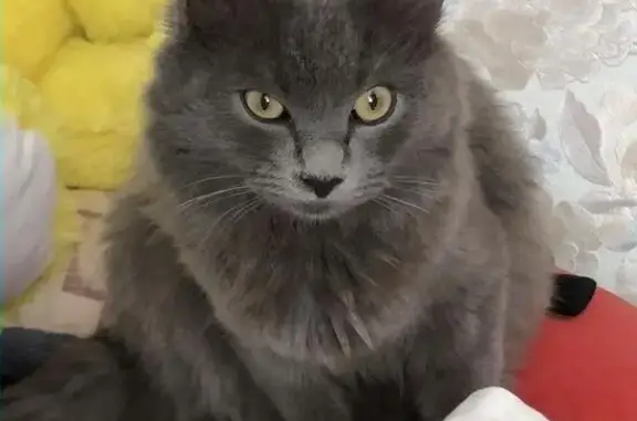 Пропала кошка, найден серый кот в Казани