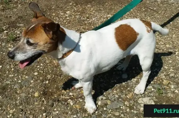 Найдена собака породы Джек рассел терьер в районе усадьбы 