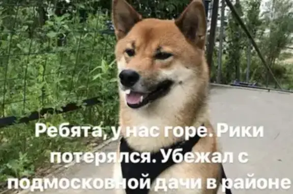 Собаки потеряшки, Орехово-Зуево, фото: Потеряшка кобель Рики в Орехово-Зуево
