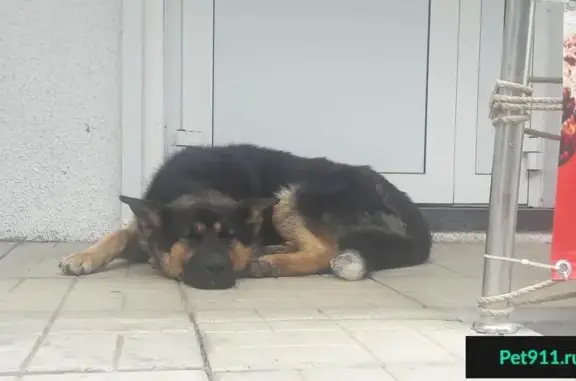 Найдена собака в Челябинске - ищет дом!