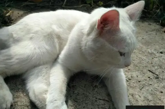 Найдена кошка в поисках дома в СОТ 