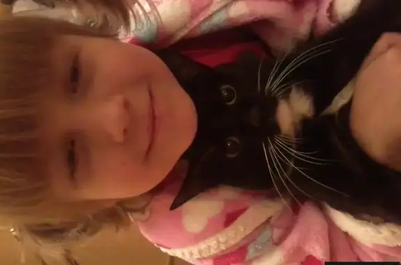 Кошки потеряшки, Нижегородец, фото: Потеряшка черный кот ТОМАС в Нижегородце