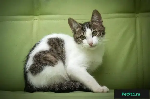 Найдена кошка Шурик в Москве, ищет дом!