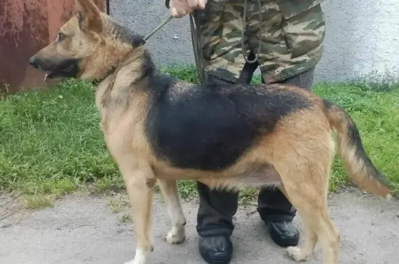 Найдена собака Ищет Дом в Калининграде!