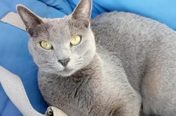 Кошки потеряшки, Заозерное Снт, фото: Потеряшка кошка в СНТ Заозерное, 36 км Выборгского шоссе