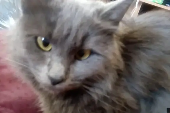Пропала кошка на улице Плеханова, 29к1 (серый цвет, зелено-желтые глаза)