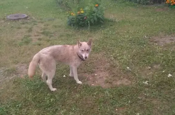 Потерянная собака с ошейником в Увинском районе