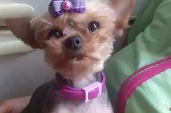 Собаки потеряшки, Становое, фото: Потеряшка собака в Липецкой обл. между Становое и Тросное