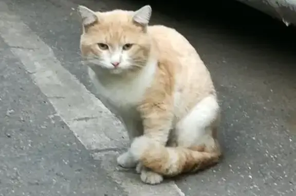 Найдена кошка на Нагорном шоссе
