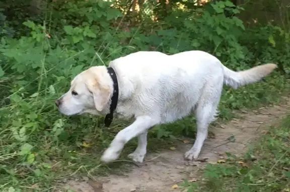Найдена собака, Санкт-Петербург, фото: Белый лабрадор найден в Сосново, Лен-обл.