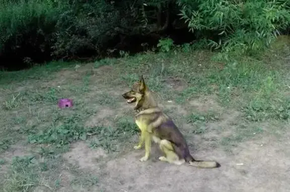 Пропала собака Багси в Ленинском районе, Московская область