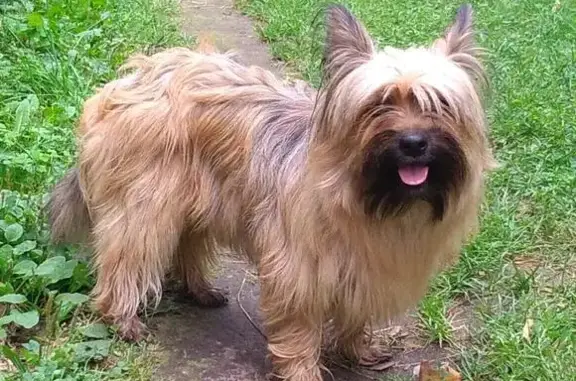 Найдена собака в Кратово, МО, 29 июля