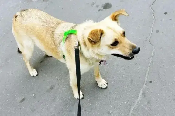 Пропала собака в Южном Бутово, Москва