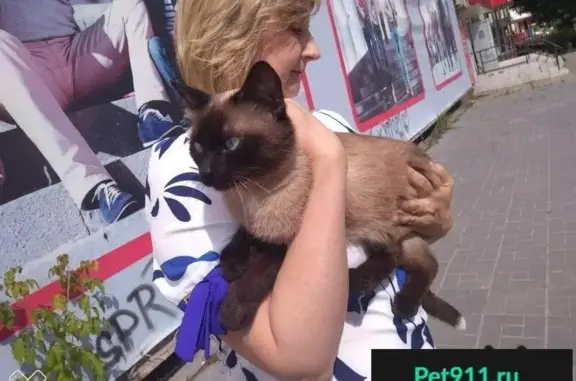 Пропал кот в Иваново, найден на рынке.