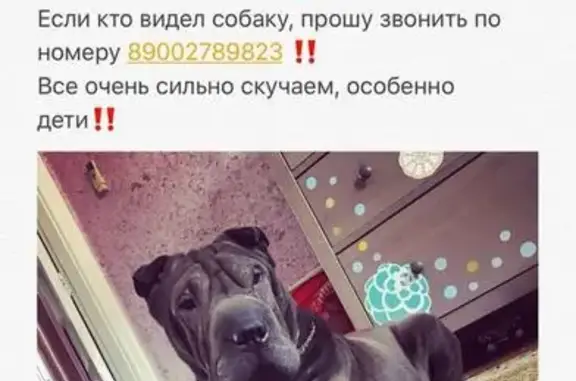 Пропала собака в Пашковском, Краснодар: помогите найти!