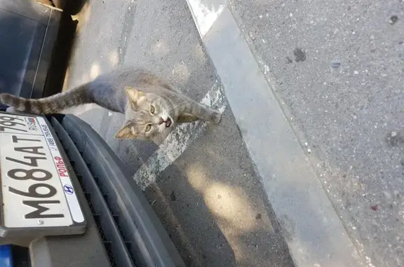 Пропала кошка на Кастанаевской улице в Москве