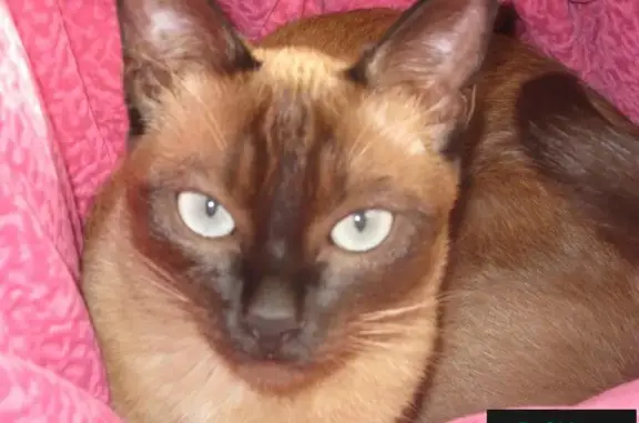 Кошки потеряшки, Тосненское, фото: Потеряшка кошка в СНТ Дружба, Тосненский район, Ленобласть