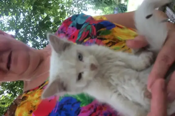 Найден белый котик с разными глазами в Туле