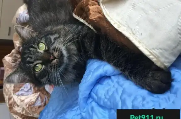 Пропала кошка возле магазина Березка в Супонево, ищем новый дом для здорового годовалого кота.