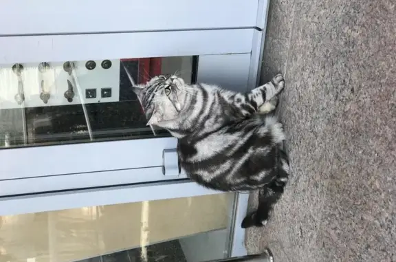 Найден крупный кот в Люберцах