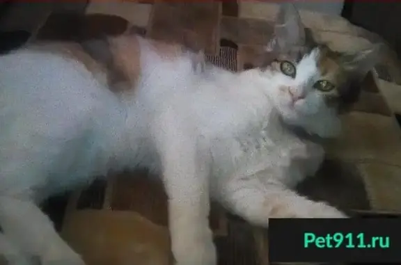 Пропала кошка Муся в Новомосковске