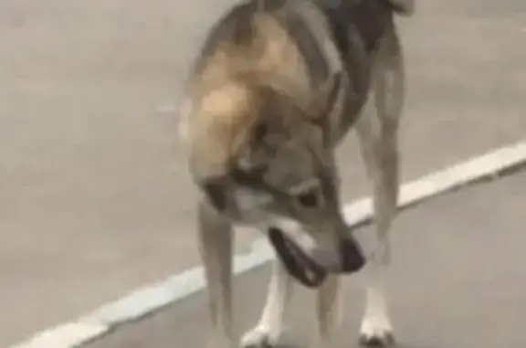 Пропала собака Герда в Орехово-Борисово Северном!
