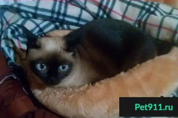 Пропала сиамская кошка без хвостика в районе Невельского, Россия - помогите!
