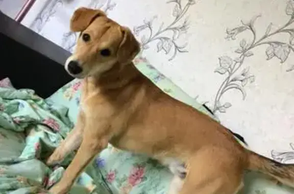 Пропала собака породы метис Бигля в Истре, Московская область
