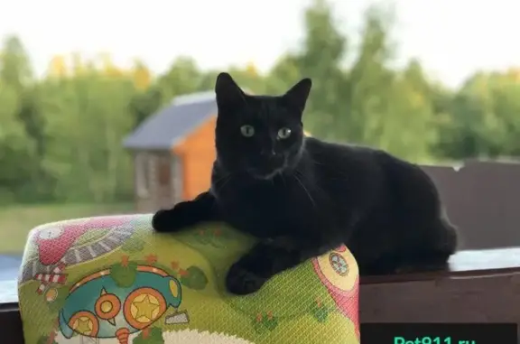 Пропал черный котик в деревне Сенино, Чеховский район