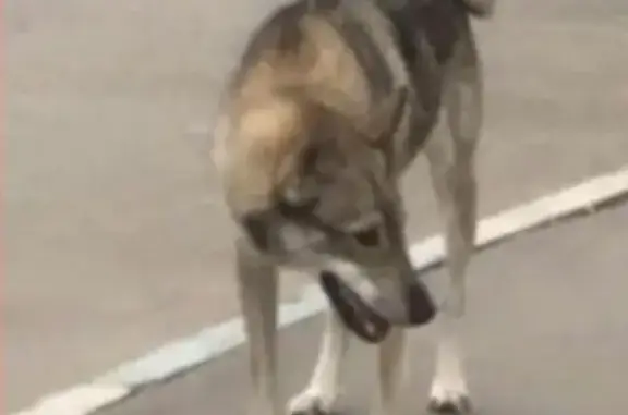 Пропала собака Герда в Орехово-Борисово Северном