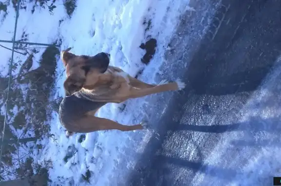 Собаки потеряшки, Севастополь, фото: Потеряшка добрая собака в СТ Металлист, Балаклавский район