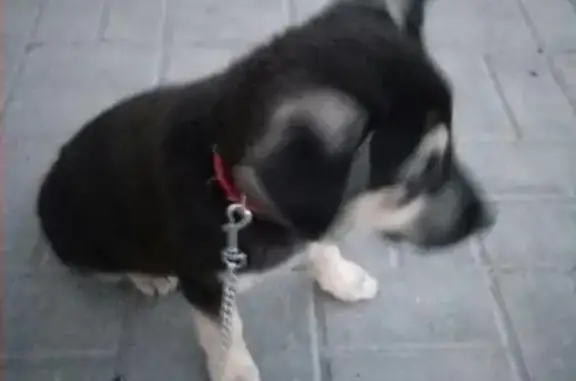 Пропал щенок в Старом Осколе на Лётной улице