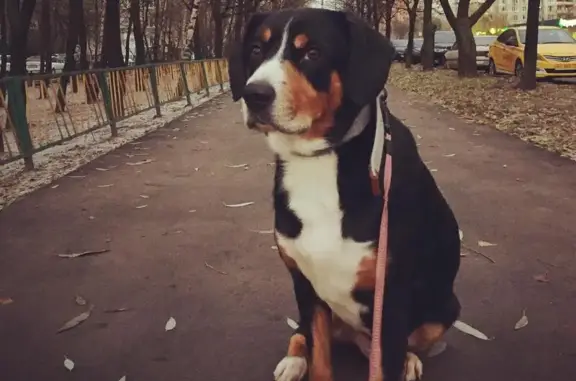 Пропала собака на ул. Лескова, возможно к пруду на ул. Белоозерская