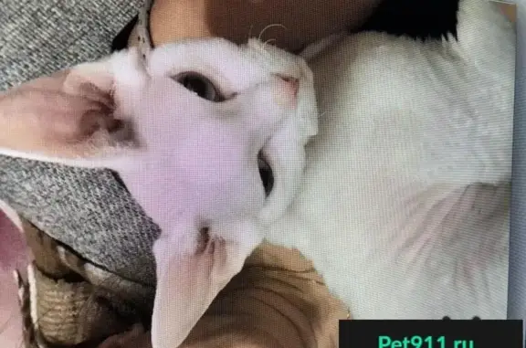 Пропала белая кошка породы Девон Рекс в Химках, Фирсановка Парк