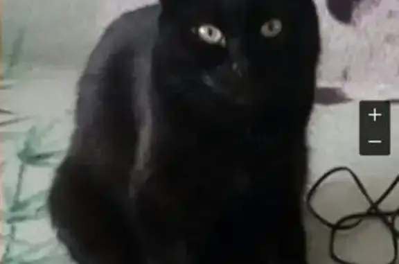 Пропала чёрная кошка в Авиастроительном районе, Казань