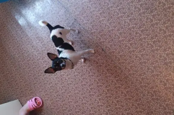 Собаки потеряшки, Иваново, фото: Потеряшка собака КАСПЕР в Иваново, ул. Дунаева