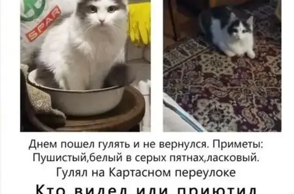 Пропал кот в Томске.