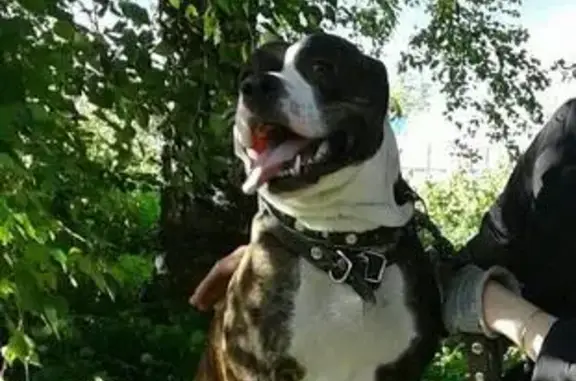 Пропала собака Харти в деревне Волково, вознаграждение!