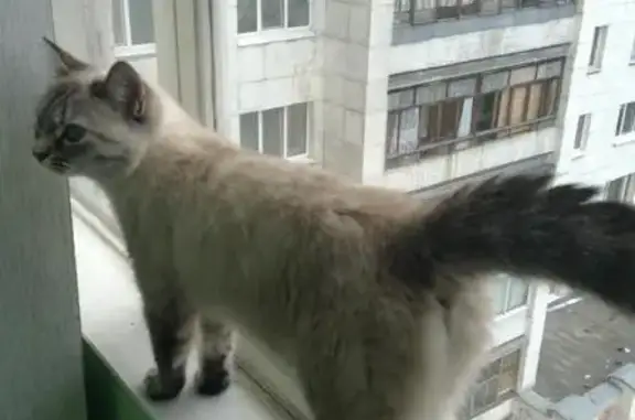 Найдена кошка на ул. Билимбаевская, р-он Старая Сортировка