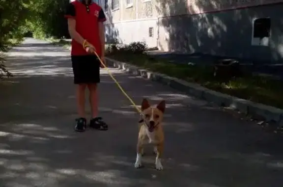 Пропала собака на Петрозаводской улице, Ростов-на-Дону