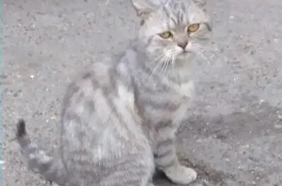 Пропала кошка на ул. Чернышевского 30, помогите найти!
