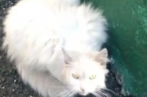 Пропавшая домашняя кошка нашлась в Москве