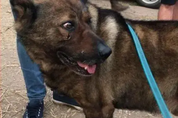 Пропала собака в Ржавках, Солнечногорский район