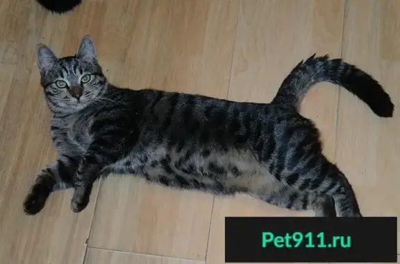 Потерянные животные Владивосток, фото: Пропал кот на ул. Кирова, 62, Владивосток