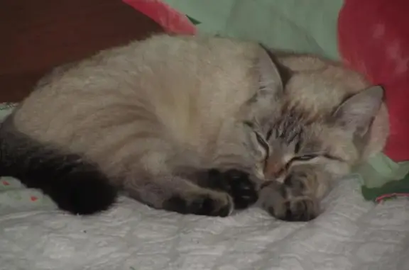 Найдена тайская кошка в Кемерово, Южный.