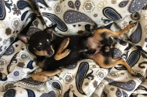 Собаки потеряшки, Жиганово, фото: Потеряшка собака в деревне Жиганово, Московская область