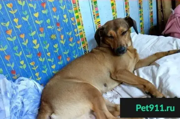 Пропала собака в Бужаниново, Московская область