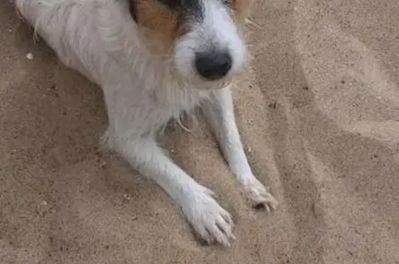 Собаки потеряшки, Гидроузел, фото: Потеряшка собака на реке ОКА, Московская область