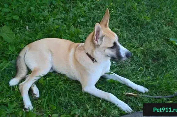 Собака найдена в Южном Бутово, ул. Адмирала Лазарева, 16.