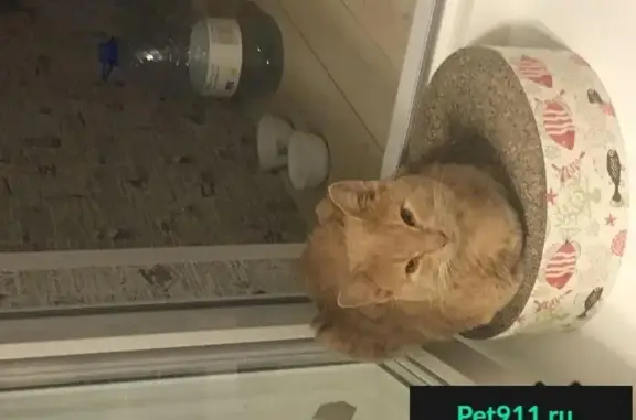 Пропала персиковая кошка в Пушкино